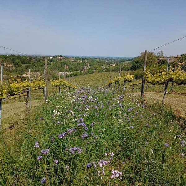 Sebastian Van De Sype