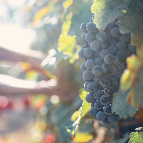 Sebastian Van De Sype