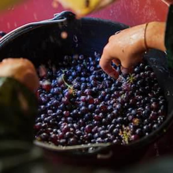 Domaine de la Roche Bleue - Sébastien Cornille