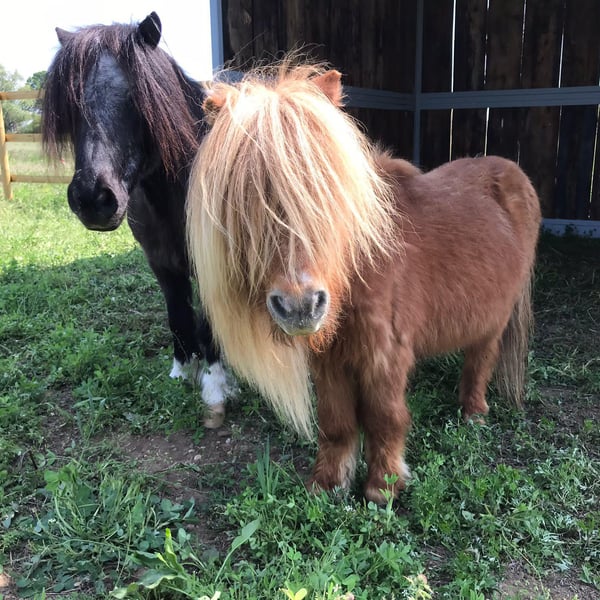 La Pesenata - Silvia e Gianni Benciolini con Andrea