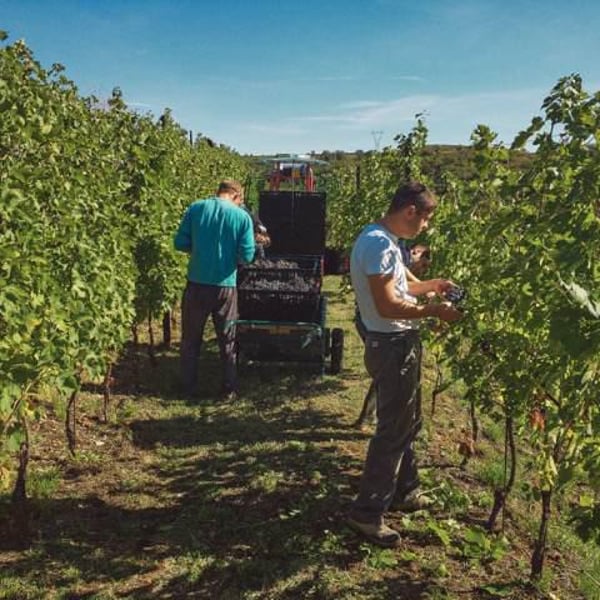 Società Agricola Il Sasso - Stefano Bellamoli