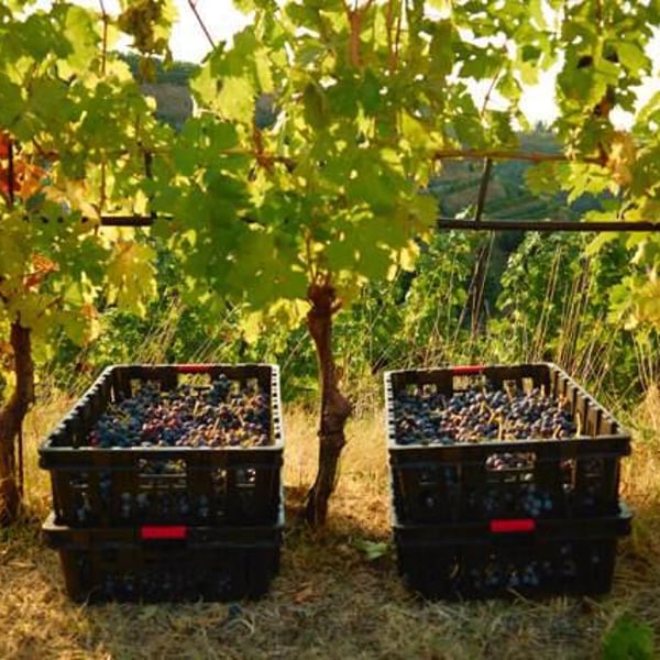 Società Agricola Il Sasso - Stefano Bellamoli