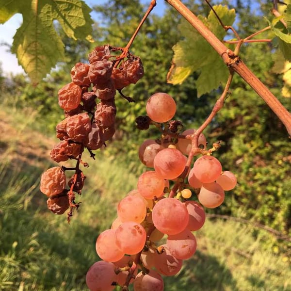 Sassocorno - Francesca Ius, Giuliano Poser, Stefano Poser