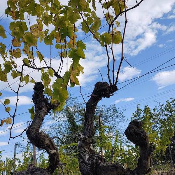 Sassocorno - Francesca Ius, Giuliano Poser, Stefano Poser