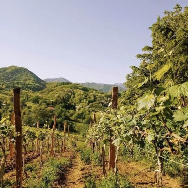 Teimuraz Chrelashvili