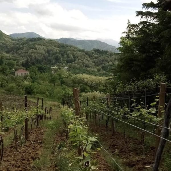 Teimuraz Chrelashvili