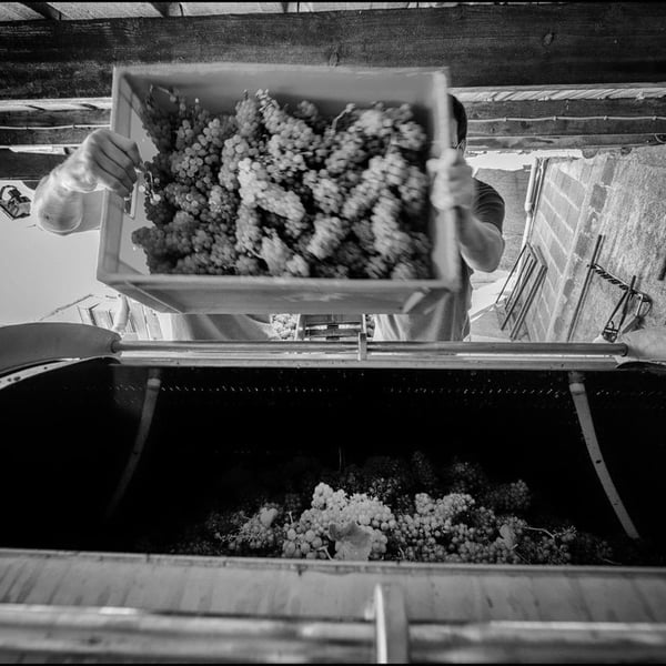 Domaine de La Renière - Thibault Masse