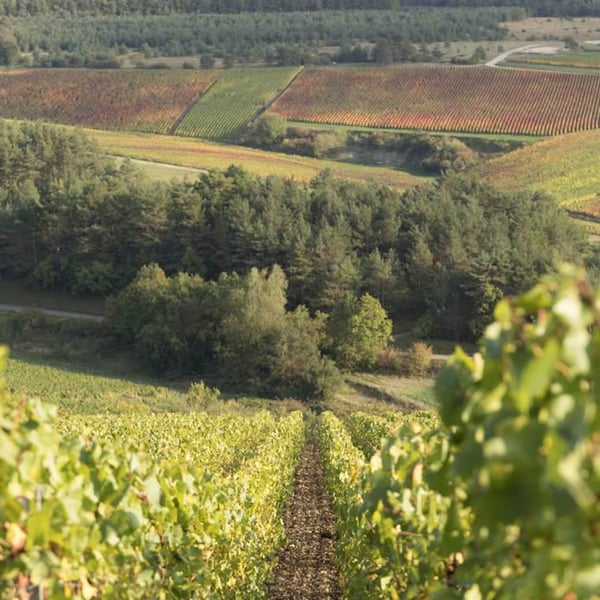 Champagne Robert Barbichon - Thomas Barbichon