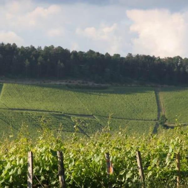 Champagne Robert Barbichon - Thomas Barbichon