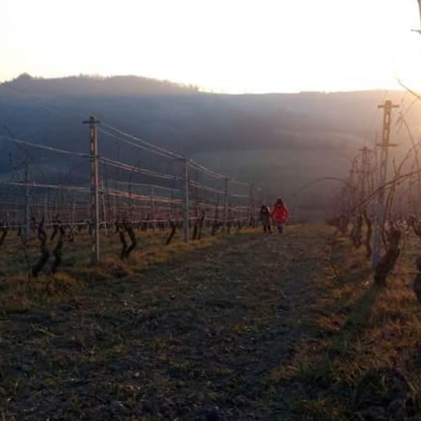 Tirelli Vini - Tirelli Andrea