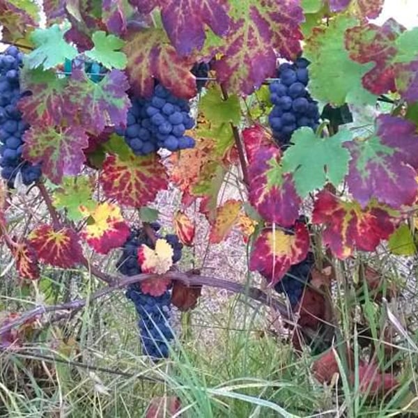 Tirelli Vini - Tirelli Andrea