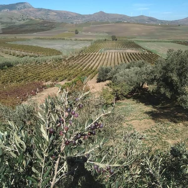 Biologica Stellino - Tommaso & Pietro Stellino