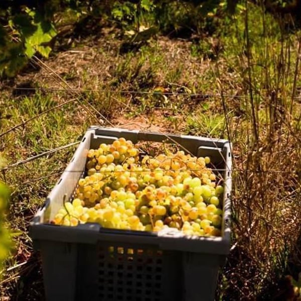 Quinta do Olival da Murta - Vivas Family