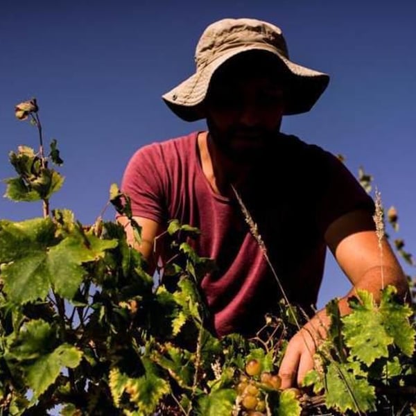 Quinta do Olival da Murta - Vivas Family