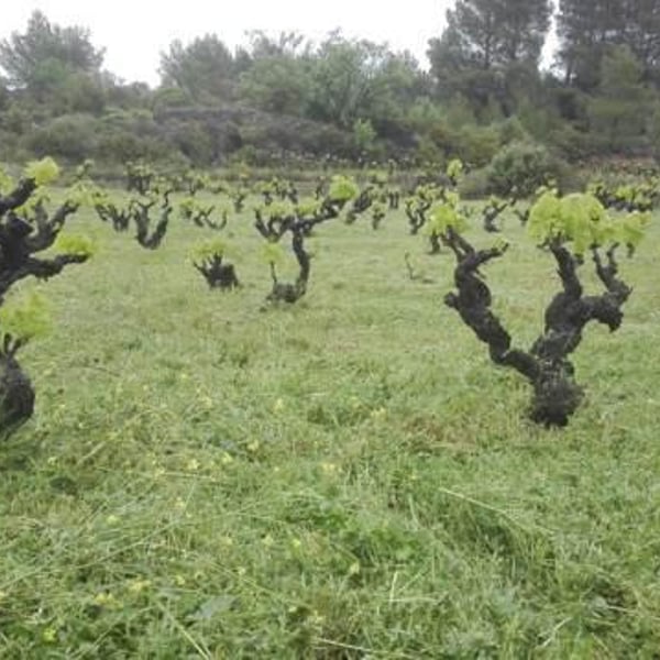 Poc a Poc - Xavier Ponsart