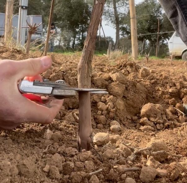 Greffage d'une vigne