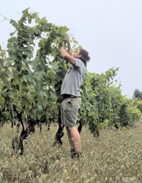 Le tressage de la vigne