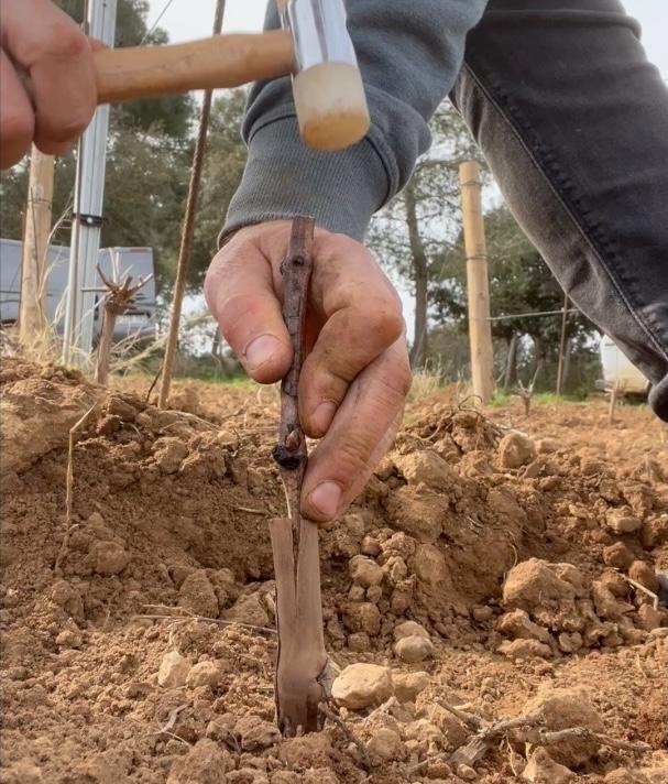 Une greffe d'une vigne