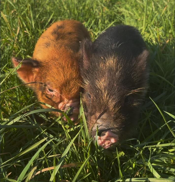 The two kune kune pigs at Les Maisons Rouges