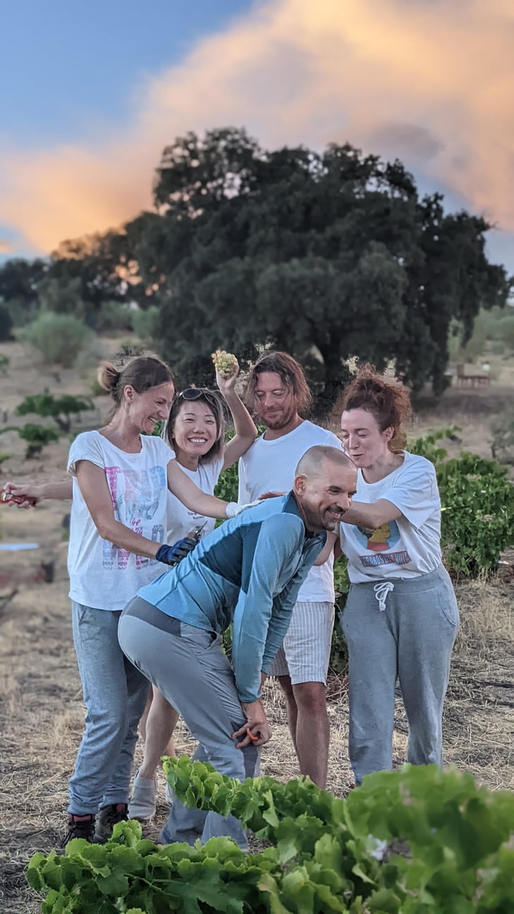 Chapi Harvest
