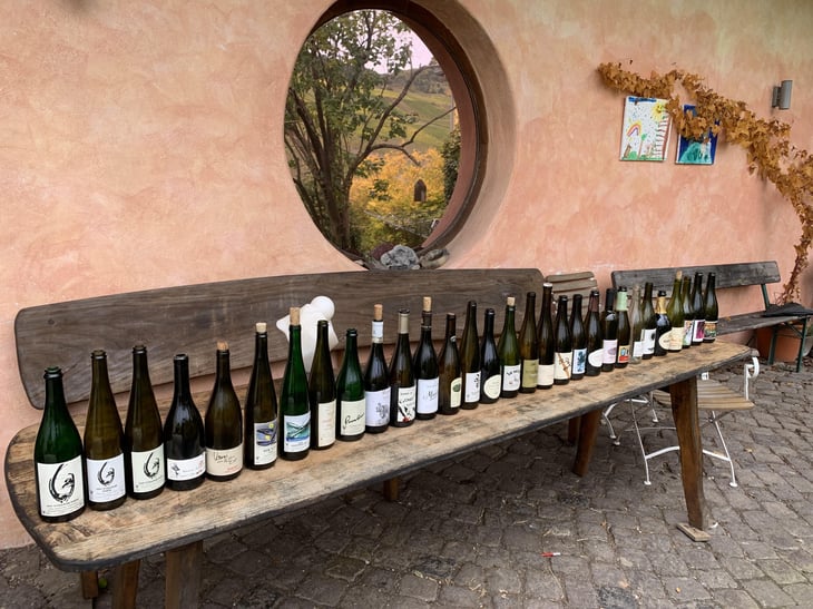 Grapepicking Riesling Mosel with Rita and Rudolf Trossen