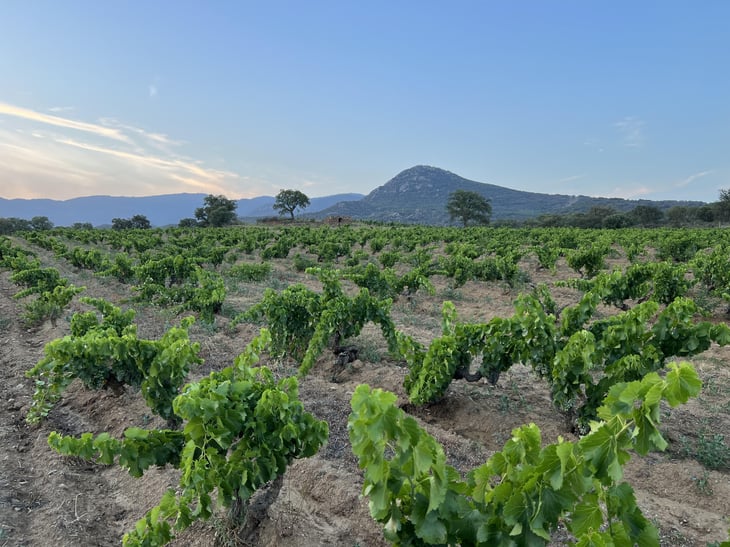 HARVEST, SEA AND GOOD VIBES IN LA GUTINA