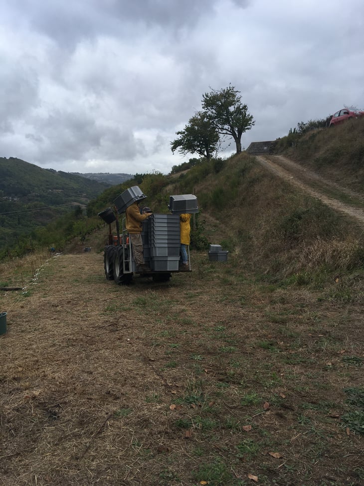 Les Vendanges Au Domaine des Buis