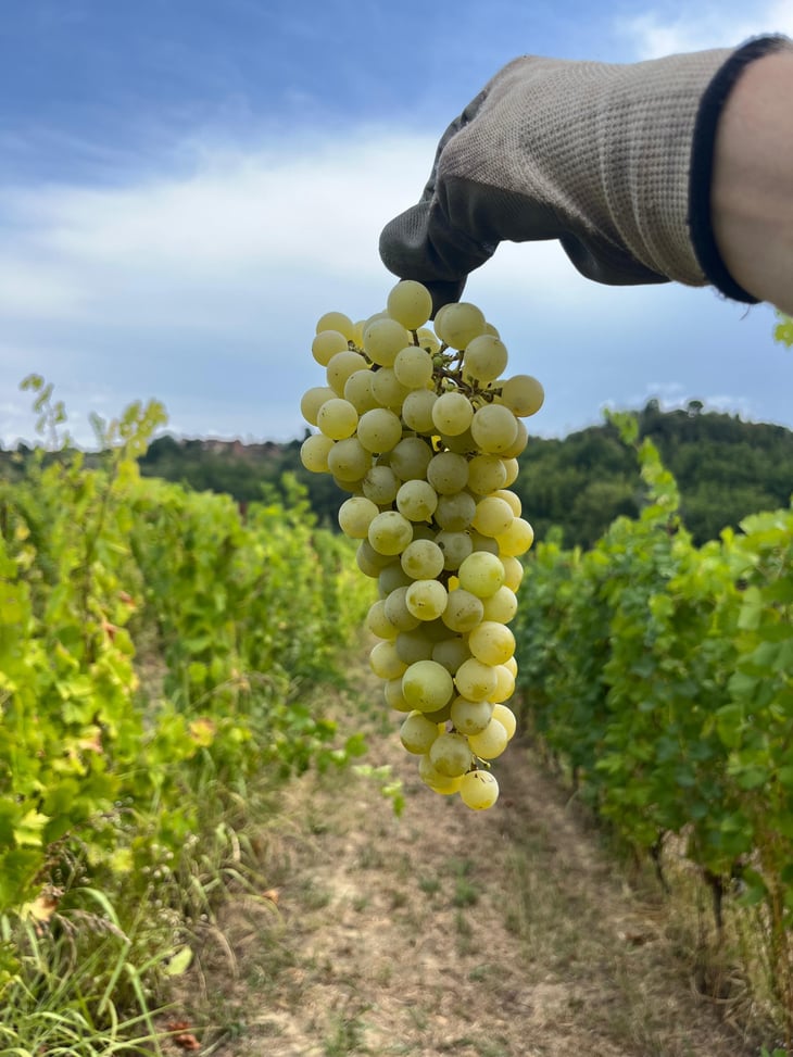 VENDEMMIA 2026 A CASCINA TAVIJIN