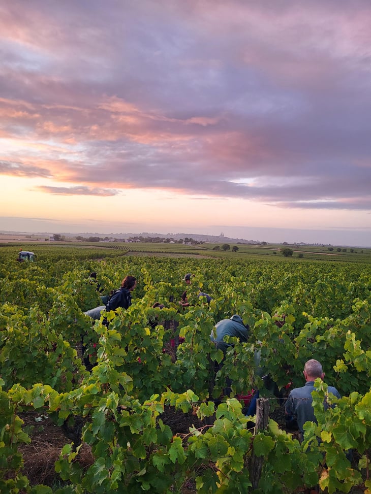 Vendanges 2026 au Domaine de La Renière