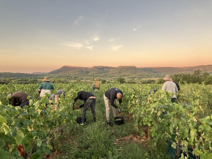 Vendanges 2026 Mas Foulaquier/Pic st-Loup