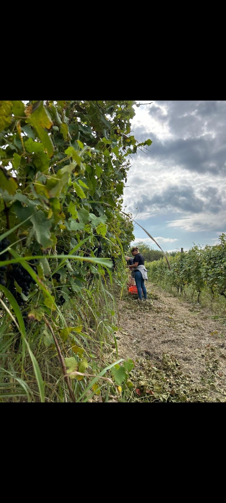 Vendemmia di Freisa!
