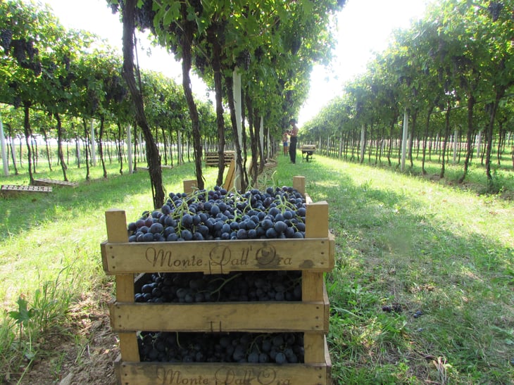 Vendemmia in Valpolicella Classica!