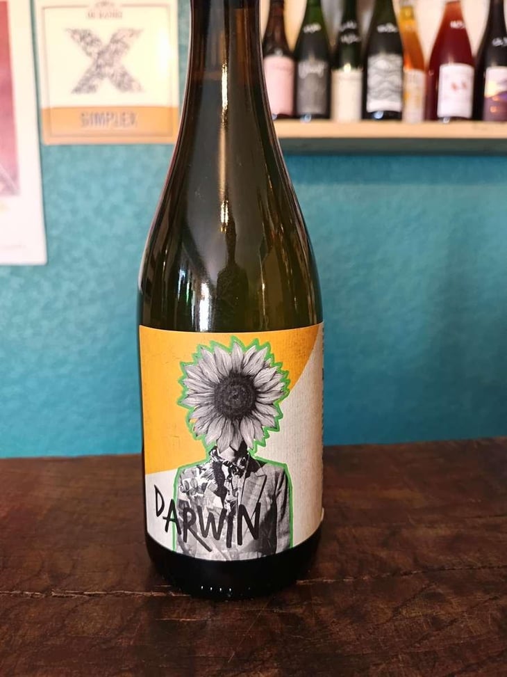 Darwin Cabernet Blanc - Roman Des Vignes - Roland et Roman Tournier 