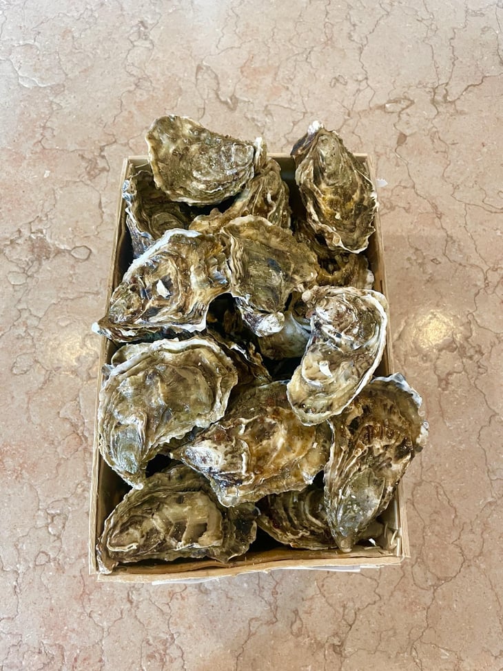 Oysters - Deposito - 928951