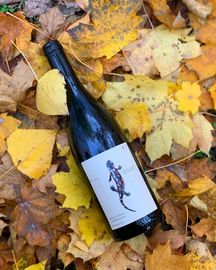 Salamander - Morillon - Weingut Andreas & Elisabeth Tscheppe - Andreas & Elisabeth Tscheppe 