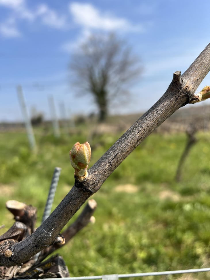 On Verra - Domaine Lachat - anne-lekkerkerker -2025