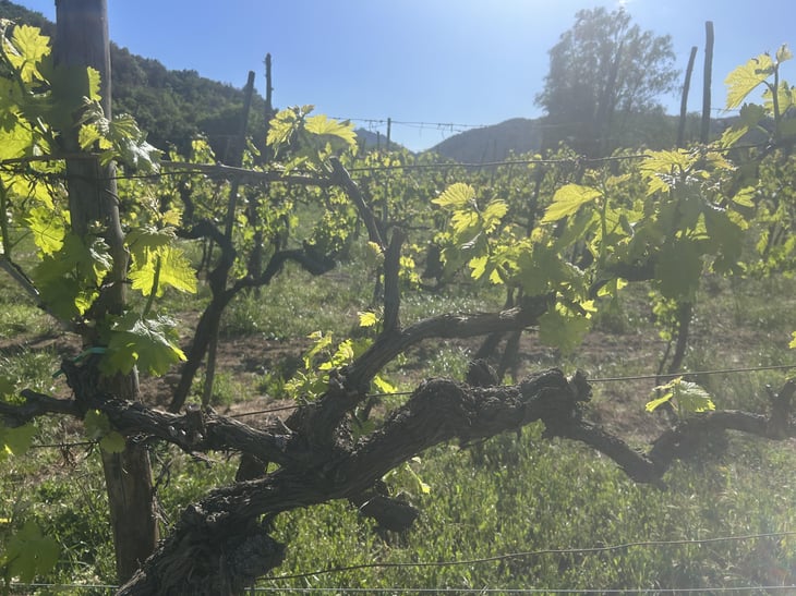 Umbria Bianco Igt - Società Agricola Annesanti - francesco-annesanti -2024