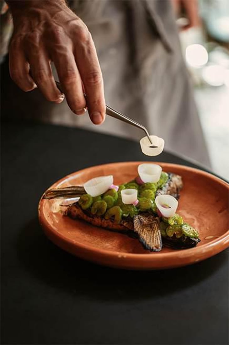 Amberjack Collard - Hambrë - 540348