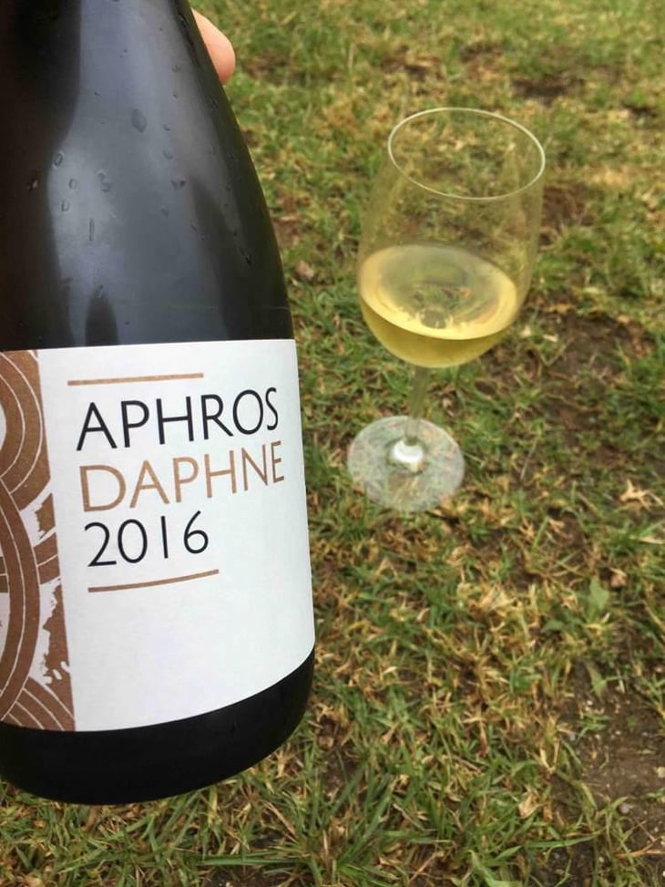 Aphros Daphne - Aphros Wines Cellar - Vasco Croft, Tiago Sampaio & Miguel Viseu 