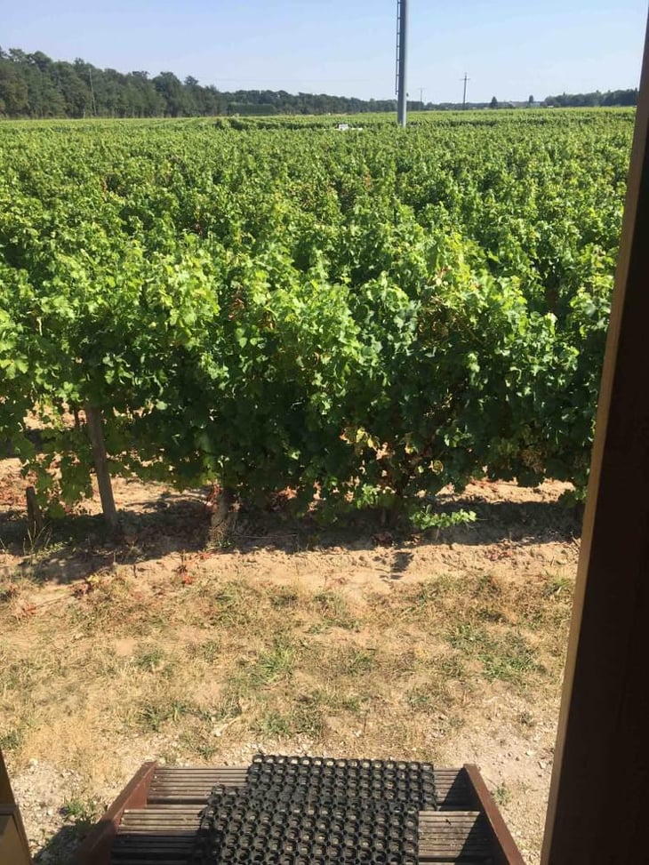 Cheverny - Domaine de Montcy - Vincent Hayer 