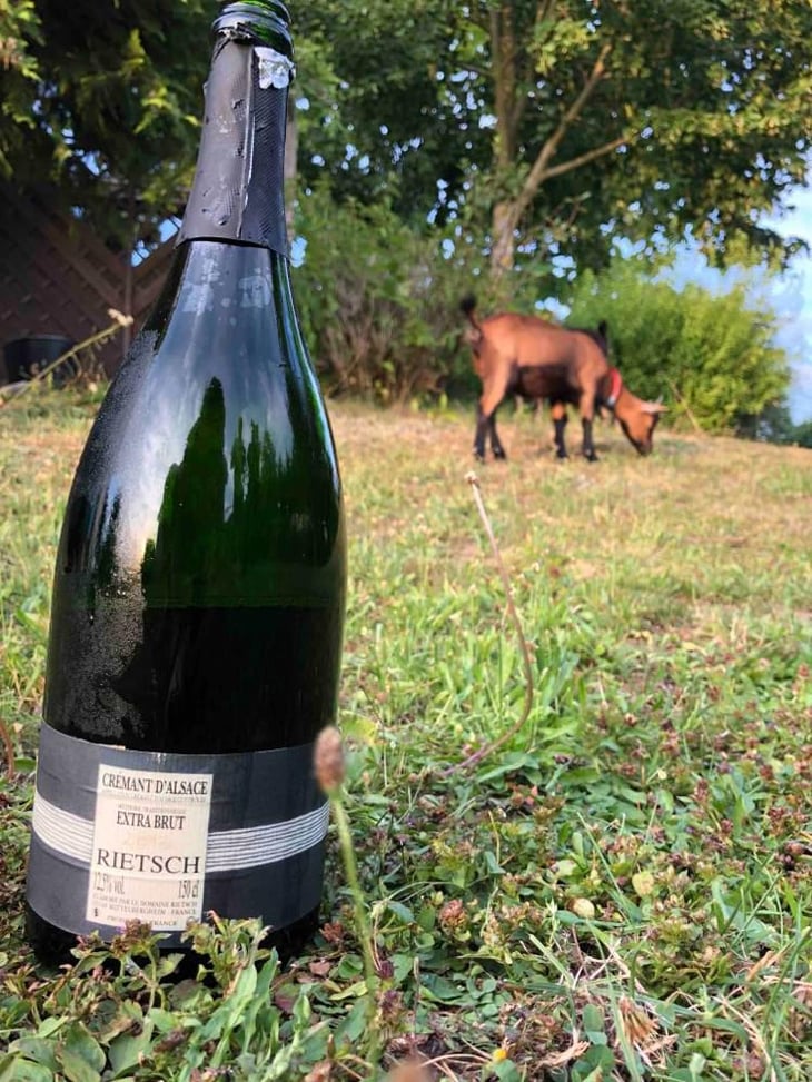 Crémant D'Alsace Extra Brut - Domaine Rietsch - Jean-Pierre & Sophie Rietsch 