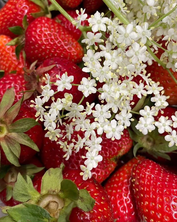 Fraises Chantilly - Les Jardins de la Briquette - 778190