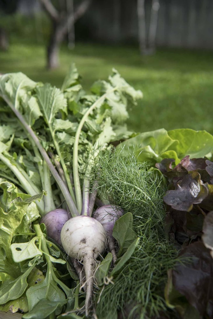 Fresh Veggies From Our Garden - Vinzenz - zum feinen Wein - 665200