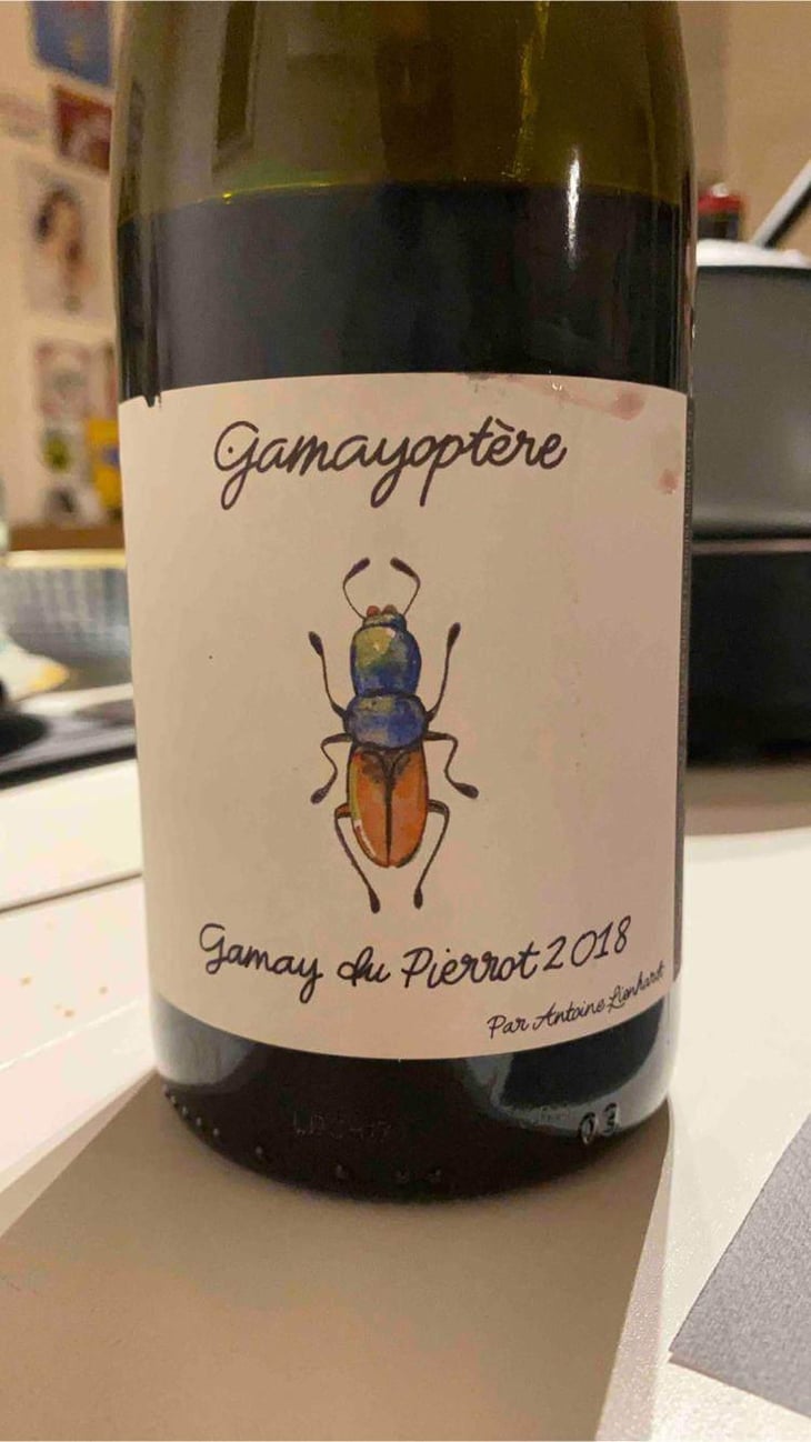 Gamayoptère - Antoine Lienhardt - Antoine Lienhardt 