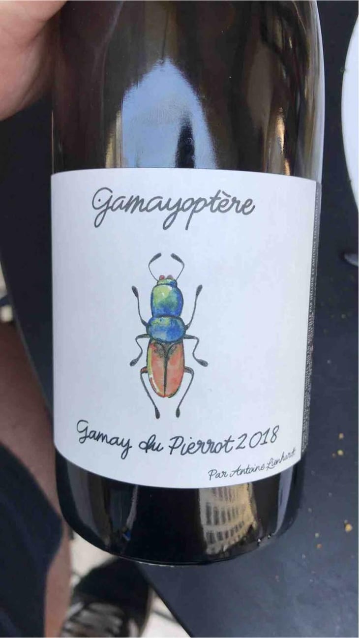 Gamayoptère - Antoine Lienhardt - Antoine Lienhardt 