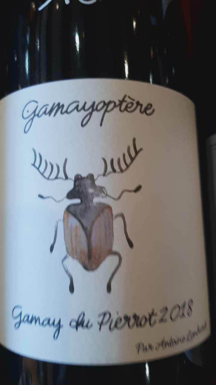 Gamayoptère - Antoine Lienhardt - Antoine Lienhardt 