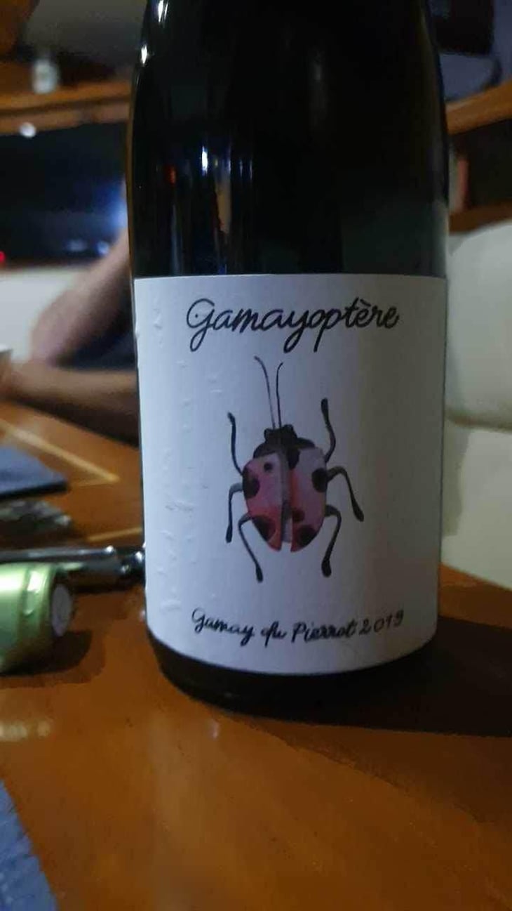 Gamayoptère - Antoine Lienhardt - Antoine Lienhardt 