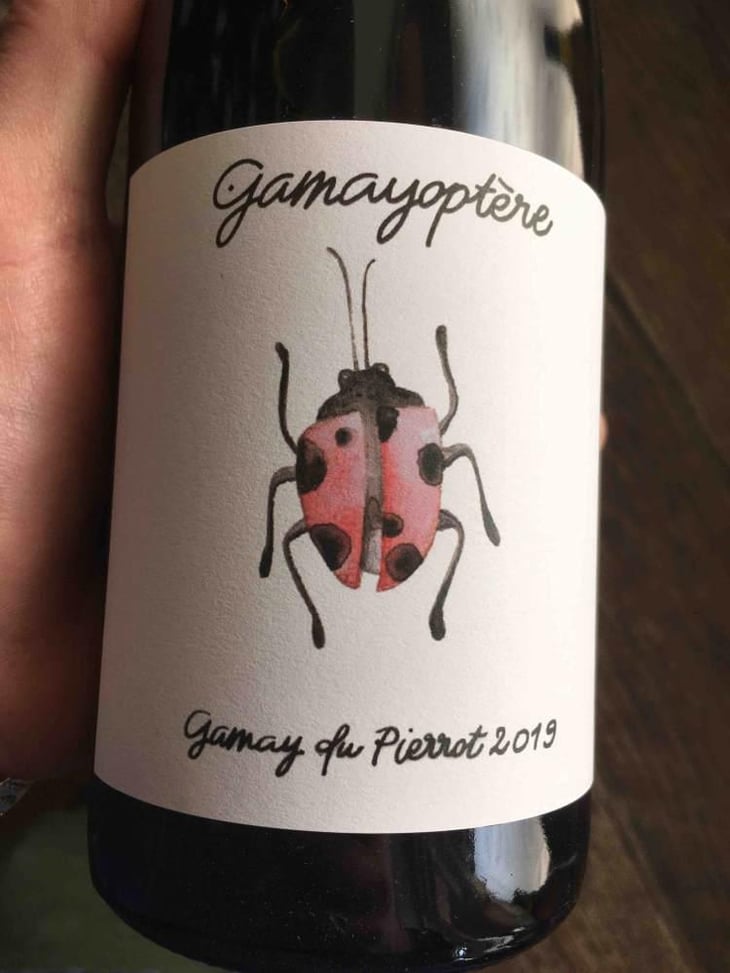 Gamayoptère - Antoine Lienhardt - Antoine Lienhardt 