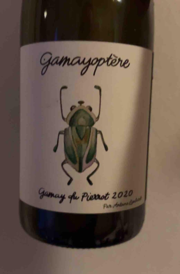 Gamayoptère - Antoine Lienhardt - Antoine Lienhardt 