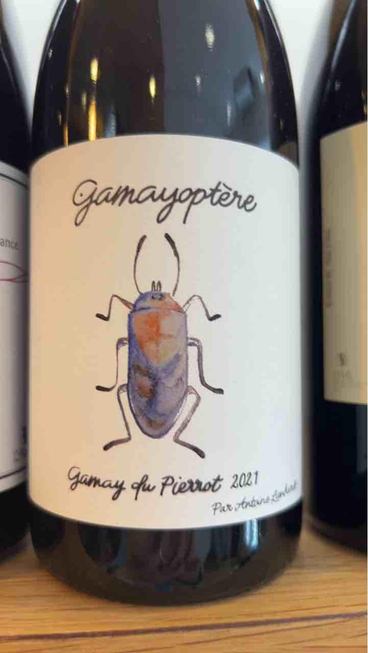 Gamayoptère - Antoine Lienhardt - Antoine Lienhardt 